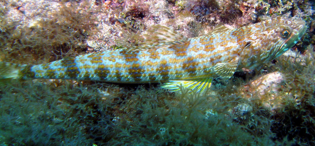 ../pictures/Lizard_fish2.jpg