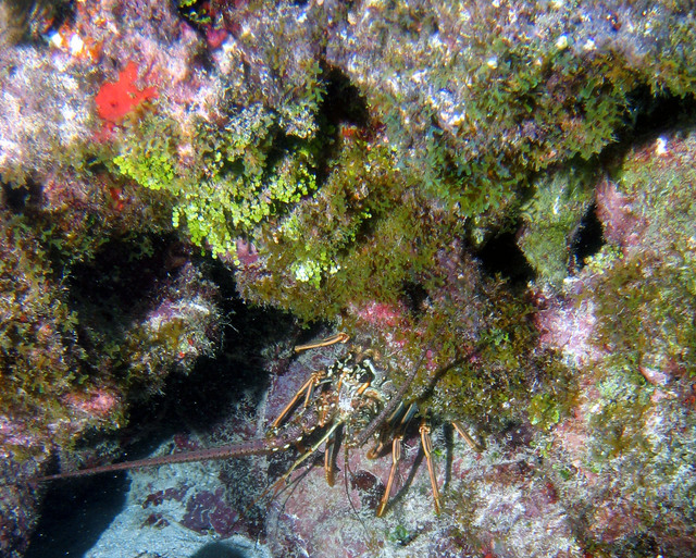 ../pictures/Lobster2.jpg