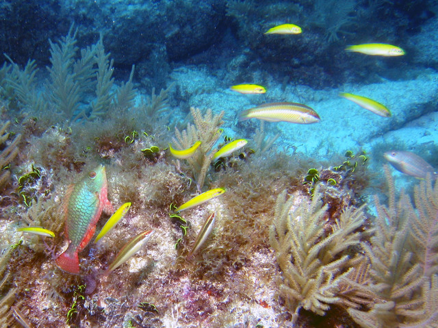 ../pictures/Parrot_fish2.jpg