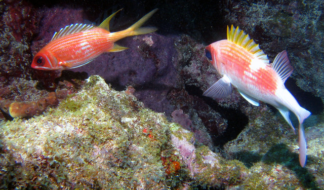 ../pictures/Squirrel_fish2.jpg