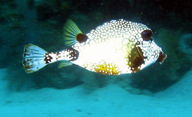 ../pictures/Trunk_fish.jpg
