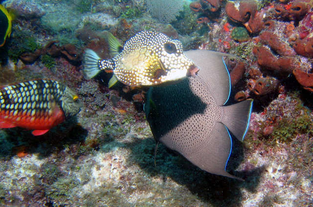 ../pictures/Trunk_fish2.jpg