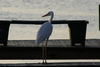 Crane.jpg