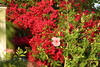 Flowers2.jpg