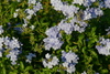 Flowers3.jpg