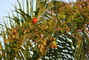 Flowers5.jpg