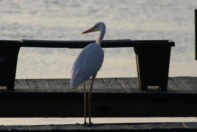 ../pictures/Crane.jpg