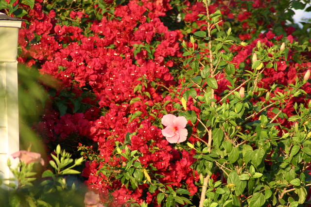 ../pictures/Flowers2.jpg