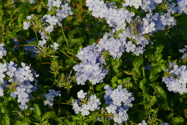 ../pictures/Flowers3.jpg