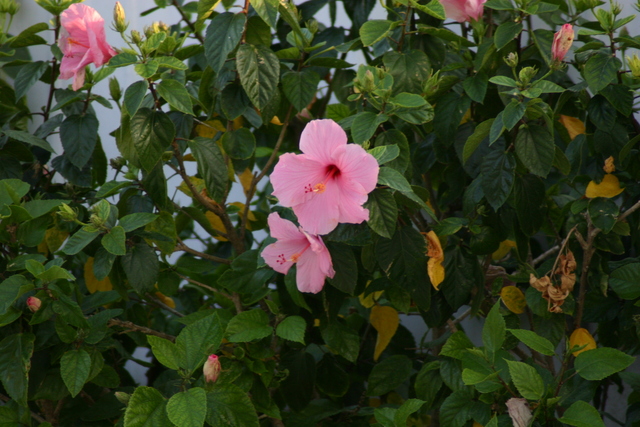 ../pictures/Flowers4.jpg