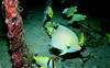 blue_angel_fish.jpg
