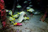 blue_angel_fish2.jpg