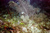 butterfly_fish2.jpg