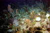 butterfly_fish3.jpg