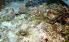 butterfly_fish4.jpg