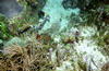 damsel_fish.jpg