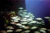 fish_on_wreck.jpg