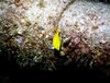 infant_blue_tang.jpg