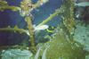 rock_beauty3.jpg
