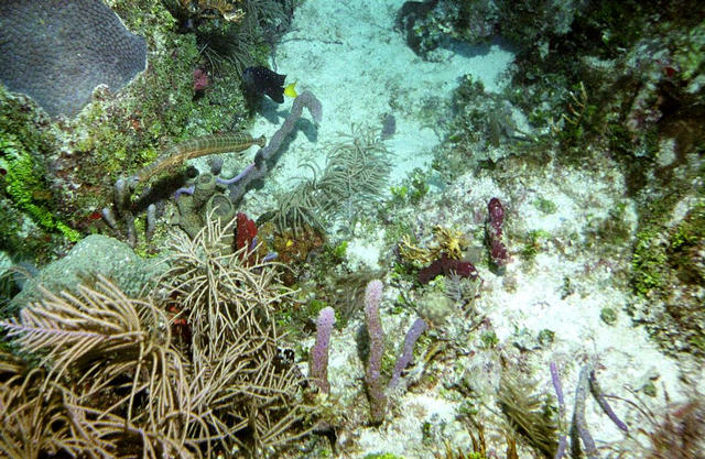 ../pictures/damsel_fish.jpg