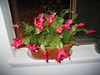 christmas_cactus.jpg