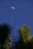 Ocracoke_nature_trail3.jpg