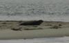 Ocracoke_seal2.jpg