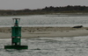 Ocracoke_seal3.jpg