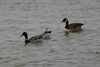 Springers_point_nature_trail12.jpg
