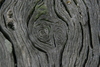 Springers_point_nature_trail13.jpg