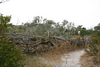 Springers_point_nature_trail4.jpg