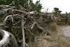 Springers_point_nature_trail5.jpg