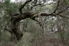 Springers_point_nature_trail9.jpg