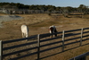 ponnies.jpg