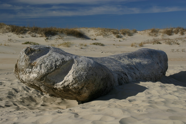 ../pictures/Ocracoke_beach8.jpg