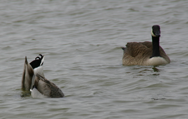 ../pictures/Springers_point_nature_trail11.jpg