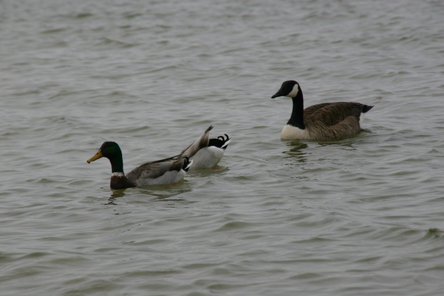 ../pictures/Springers_point_nature_trail12.jpg