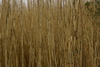 Currituck_nature_trail4.jpg