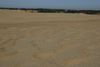 Kitty_Hawk_dune1.jpg