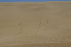 Kitty_Hawk_dune12.jpg