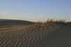 Kitty_Hawk_dune_at_sunset7.jpg