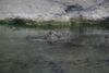 Manteo_aquarium10.jpg