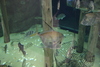 Manteo_aquarium11.jpg