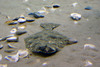 Manteo_aquarium14.jpg