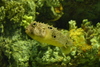 Manteo_aquarium20.jpg
