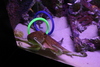 Manteo_aquarium27.jpg