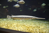 Manteo_aquarium3.jpg