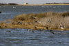 Pea_Island_natural_preserve2.jpg