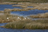Pea_Island_natural_preserve3.jpg