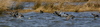 Pea_Island_natural_preserve6.jpg